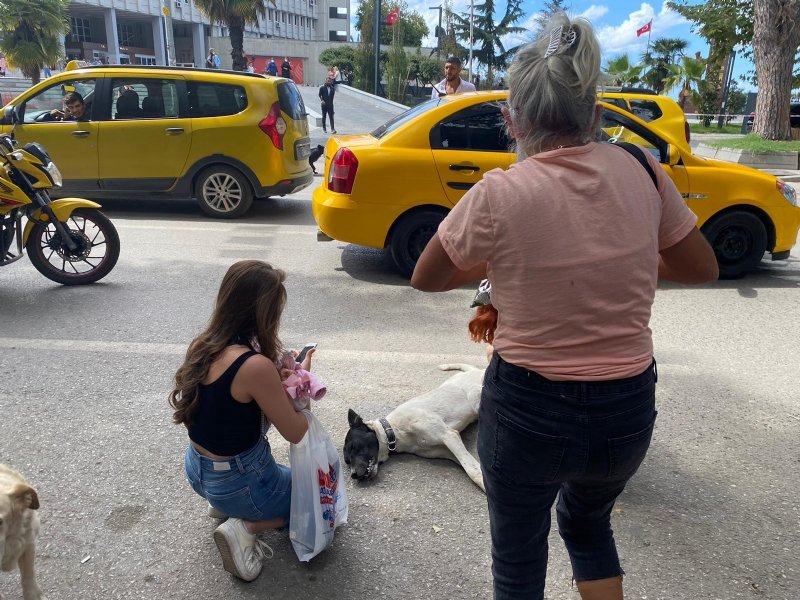 Dolmuşun çarptığı köpek hayatını kaybetti…Vatandaş sürücüye tepki gösterdi - 2