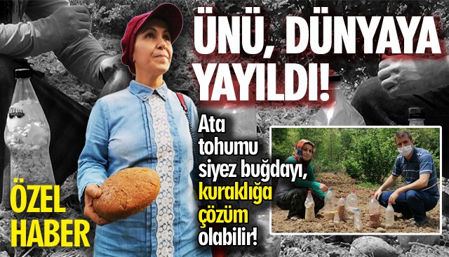 EREĞLİ’DE BULUNAN ATA TOHUMLARI, TÜRKİYE’DE ÇOĞALIYOR