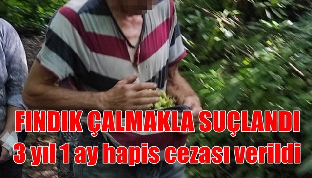 Fındık hırsızına hapis cezası verildi