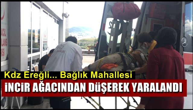 İncir ağacından düştü, yaralandı...