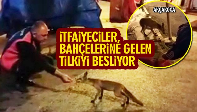 İTFAİYECİLER, BAHÇELERİNE GELEN TİLKİYİ BESLİYOR