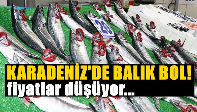 Karadeniz’de balık bol!