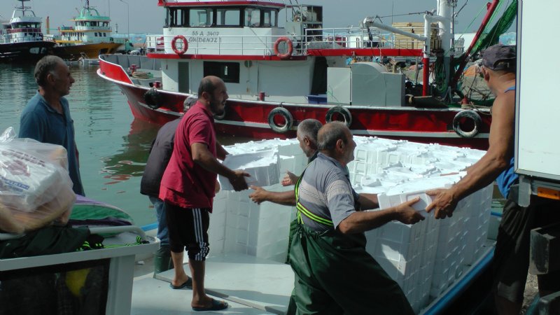 Karadeniz´de palamut ve hamsi bolluğu - 1