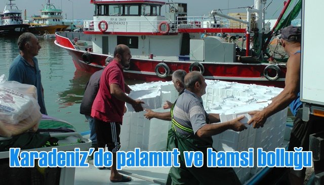 Karadeniz´de palamut ve hamsi bolluğu