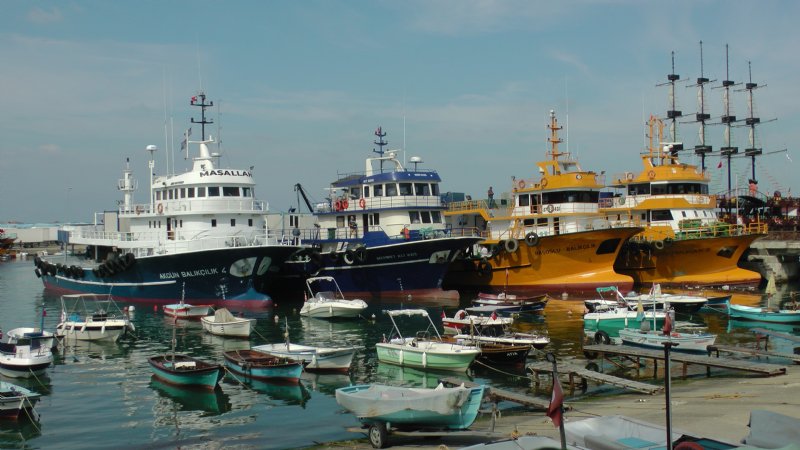 Karadeniz´de palamut ve hamsi bolluğu - 6