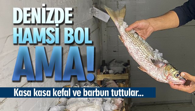 KASA KASA KEFAL VE BARBUN…