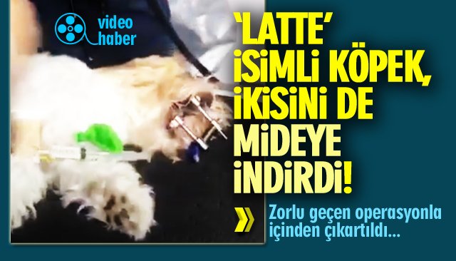 ‘LATTE’ İSİMLİ KÖPEK, İKİSİNİ DE MİDEYE İNDİRDİ!