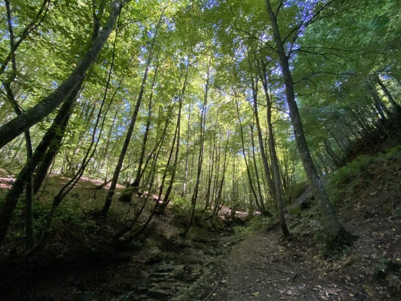 MÜTHİŞ ZONGULDAK ORMANLARI…  - 2