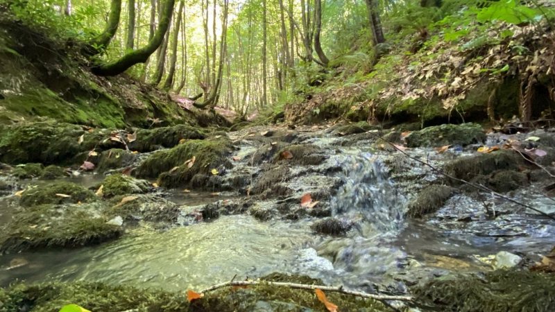 MÜTHİŞ ZONGULDAK ORMANLARI…  - 3