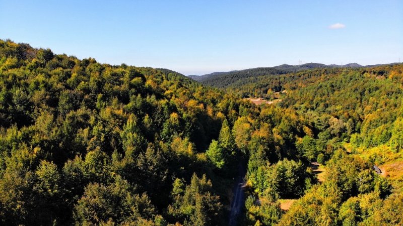 MÜTHİŞ ZONGULDAK ORMANLARI…  - 4