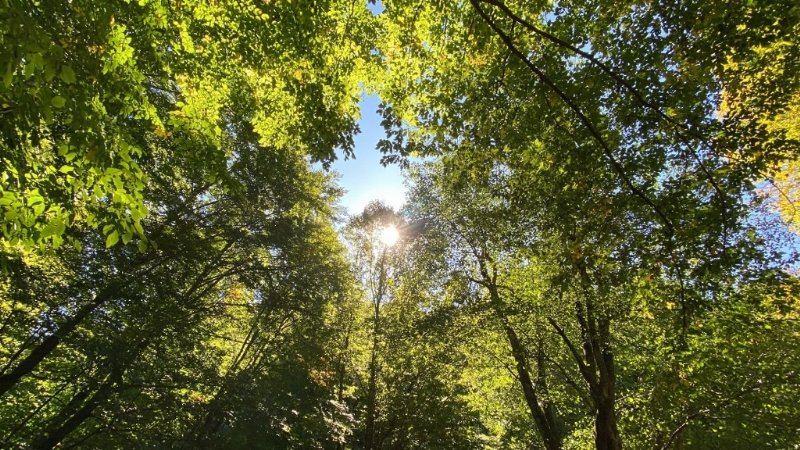 MÜTHİŞ ZONGULDAK ORMANLARI…  - 5