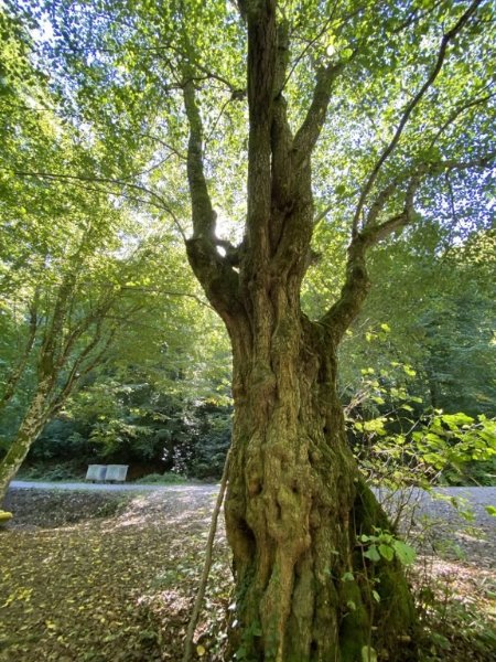 MÜTHİŞ ZONGULDAK ORMANLARI…  - 6