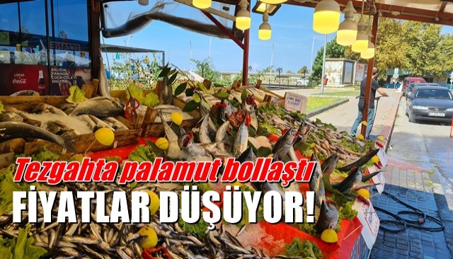 Tezgahta palamut bollaştı,  FİYATLAR DÜŞÜYOR