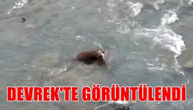 Devrek´te su samuru görüldü