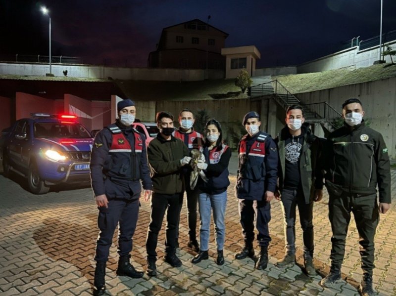 Jandarma tarafından Ormanlı’da bulundu… YARALI ŞAHİN TEDAVİ EDİLECEK - 2