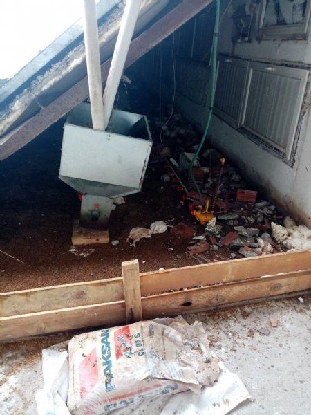 Kara dayanamayan çiftlik çatısı çöktü: 18 bine yakın tavuk telef oldu - 8