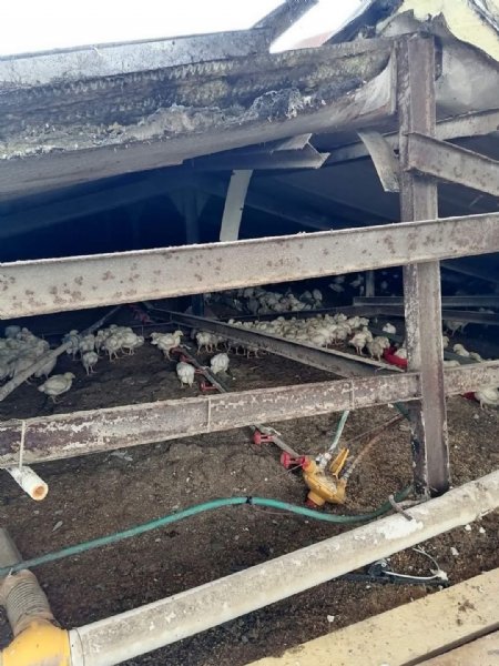 Kara dayanamayan çiftlik çatısı çöktü: 18 bine yakın tavuk telef oldu - 2