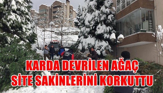 KARDA DEVRİLEN AĞAÇ SİTE SAKİNLERİNİ KORKUTTU