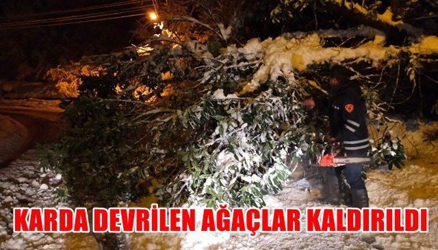 KARDA DEVRİLEN AĞAÇLAR KALDIRILDI