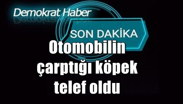 Otomobilin çarptığı köpek telef oldu