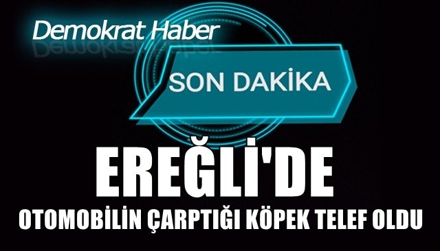 OTOMOBİLİN ÇARPTIĞI KÖPEK TELEF OLDU