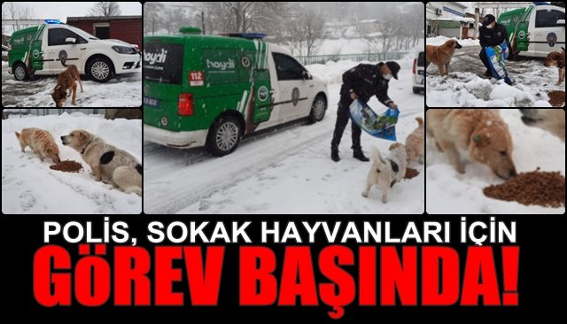 POLİS, SOKAK HAYVANLARI İÇİN GÖREV BAŞINDA