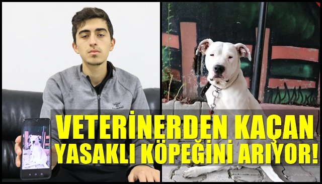 Veterinerden kaçan yasaklı köpeğini arıyor