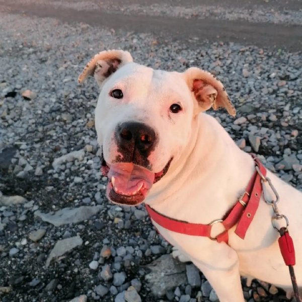 Veterinerden kaçan yasaklı köpeğini arıyor - 3