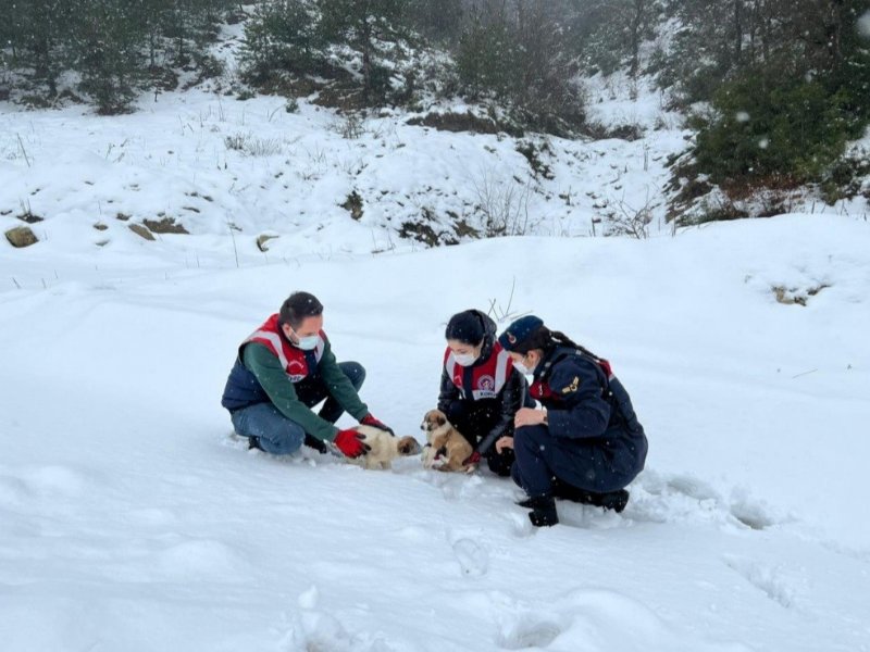 Yavru köpekleri donmaktan kurtardılar - 1