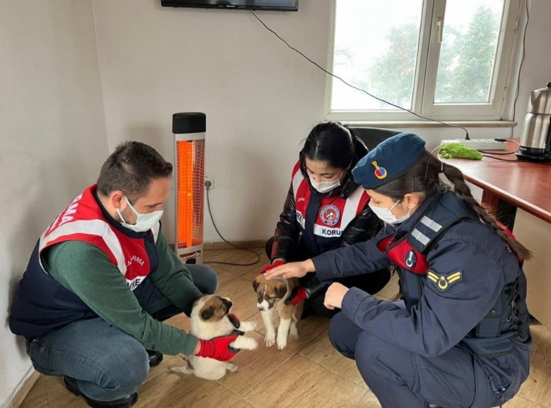 Yavru köpekleri donmaktan kurtardılar - 2