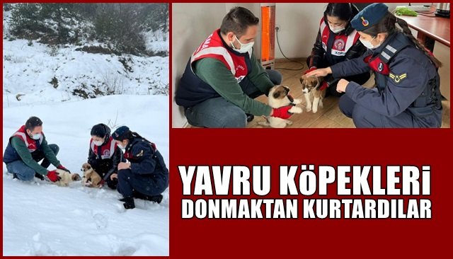 Yavru köpekleri donmaktan kurtardılar