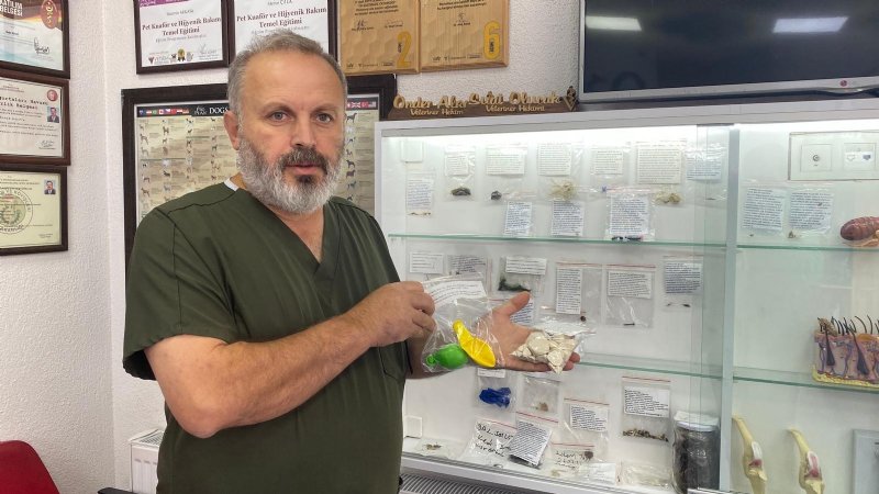 AMELİYAT ETTİĞİ HAYVANLARDAN ÇIKANLARI KOLEKSİYONA DÖNÜŞTÜRDÜ - 2