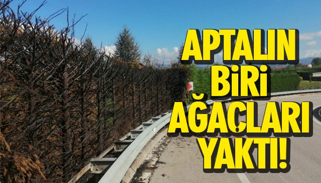 APTALIN BİRİ AĞAÇLARI YAKTI!