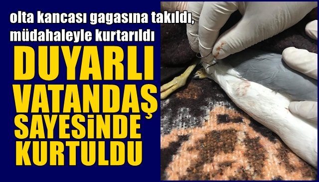 Balık zannettiği olta kancası gagasına takıldı, müdahaleyle kurtarıldı…  DUYARLI VATANDAŞ SAYESİNDE KURTULDU