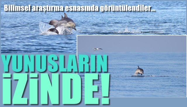 Bilimsel araştırma esnasında görüntülendiler… YUNUSLARIN İZİNDE