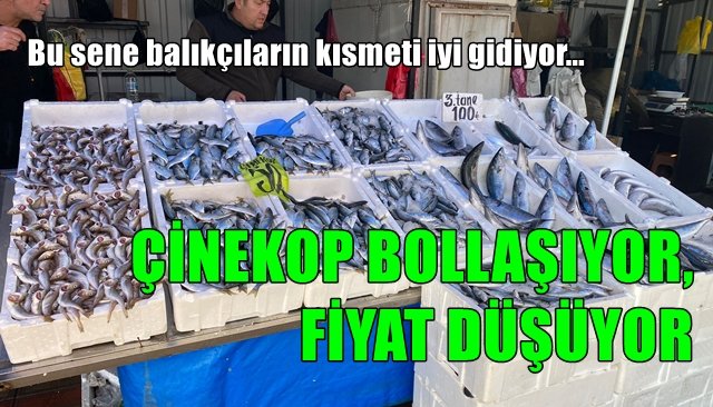 ÇİNEKOP BOLLAŞIYOR, FİYAT DÜŞÜYOR