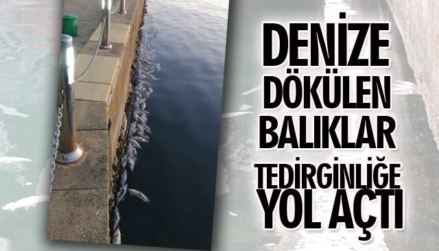 DENİZE DÖKÜLEN BALIKLAR TEDİRGİNLİĞE YOL AÇTI 