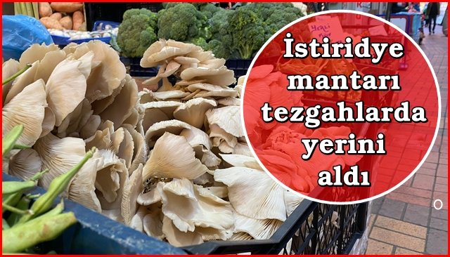 İstiridye mantarı ilgi odağı oldu 