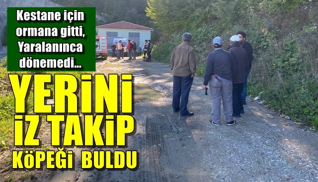 Kestane için ormana gitti,  Yaralanınca dönemedi… YERİNİ İZ TAKİP KÖPEĞİ BULDU