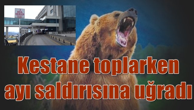 Kestane toplarken ayı saldırısına uğradı