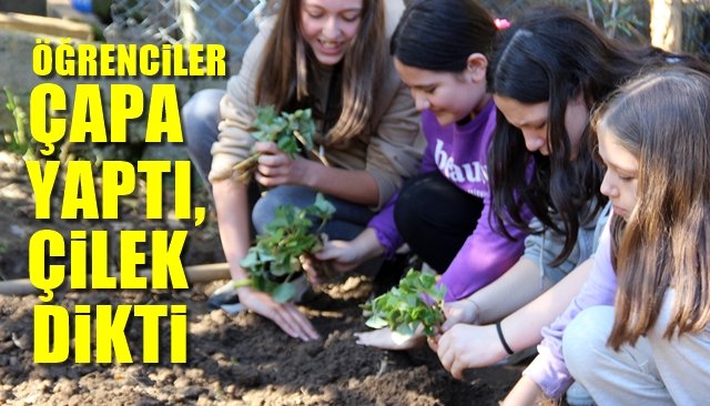  ÖĞRENCİLER ÇAPA YAPIP ÇİLEK DİKTİ