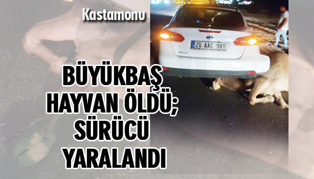 OTOMOBİLİN ÇARPTIĞI BÜYÜKBAŞ HAYVAN ÖLDÜ; SÜRÜCÜ YARALANDI 