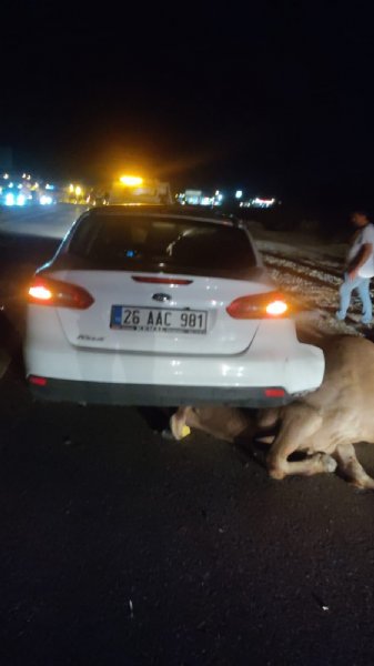 OTOMOBİLİN ÇARPTIĞI BÜYÜKBAŞ HAYVAN ÖLDÜ; SÜRÜCÜ YARALANDI - 2