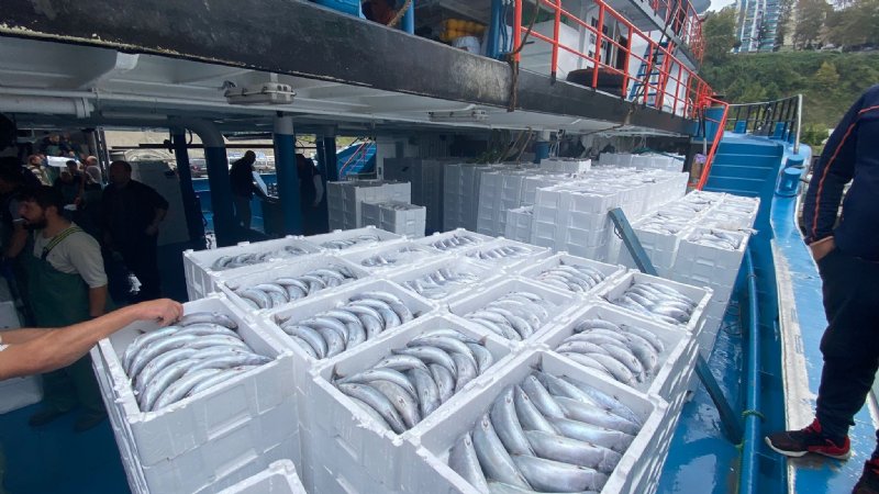RESMEN FIŞKIRDI; BİR AVDA 10 BİN KASA PALAMUT YAKALANDI - 1