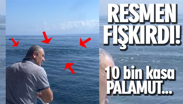 RESMEN FIŞKIRDI; BİR AVDA 10 BİN KASA PALAMUT YAKALANDI 