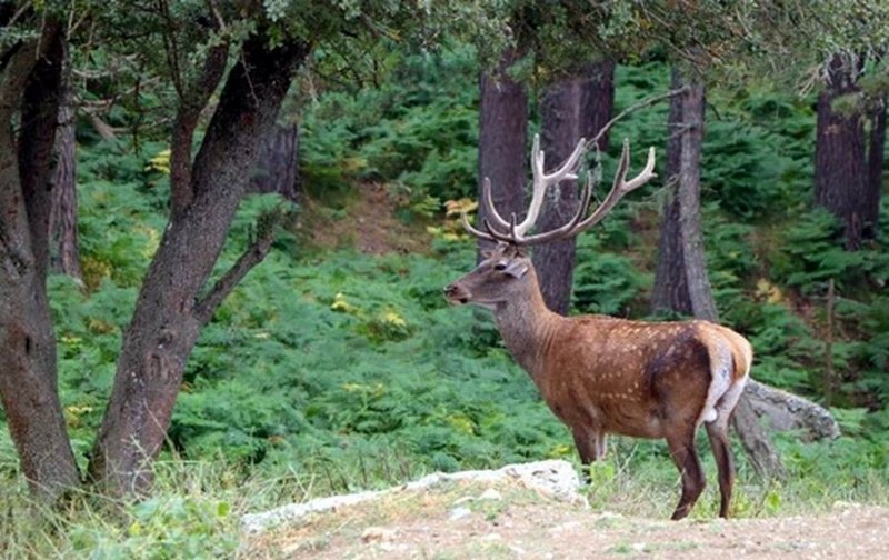 SAMSUN’DAN ZONGULDAK’A SÜLÜN - 2