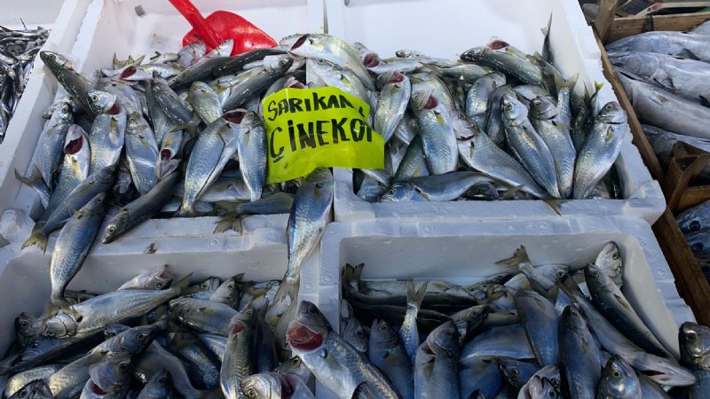 ÇİNEKOP EL YAKTI! - 2