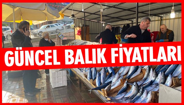 GÜNCEL BALIK FİYATLARI