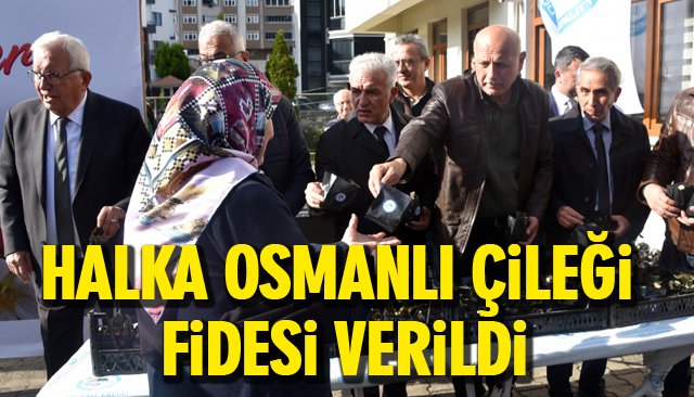 HALKA OSMANLI ÇİLEĞİ FİDESİ VERİLDİ