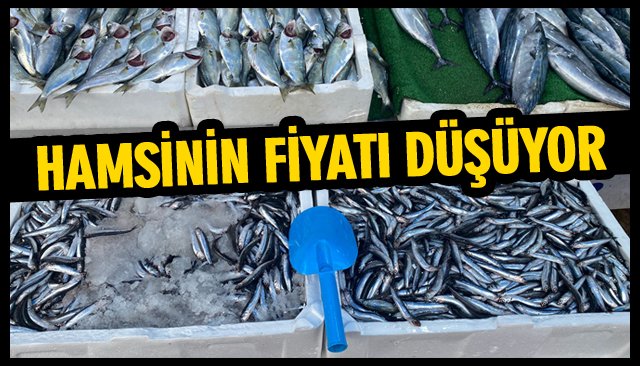 HAMSİNİN FİYATI DÜŞÜYOR